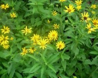 heliopsis helianthoides r.jpg
